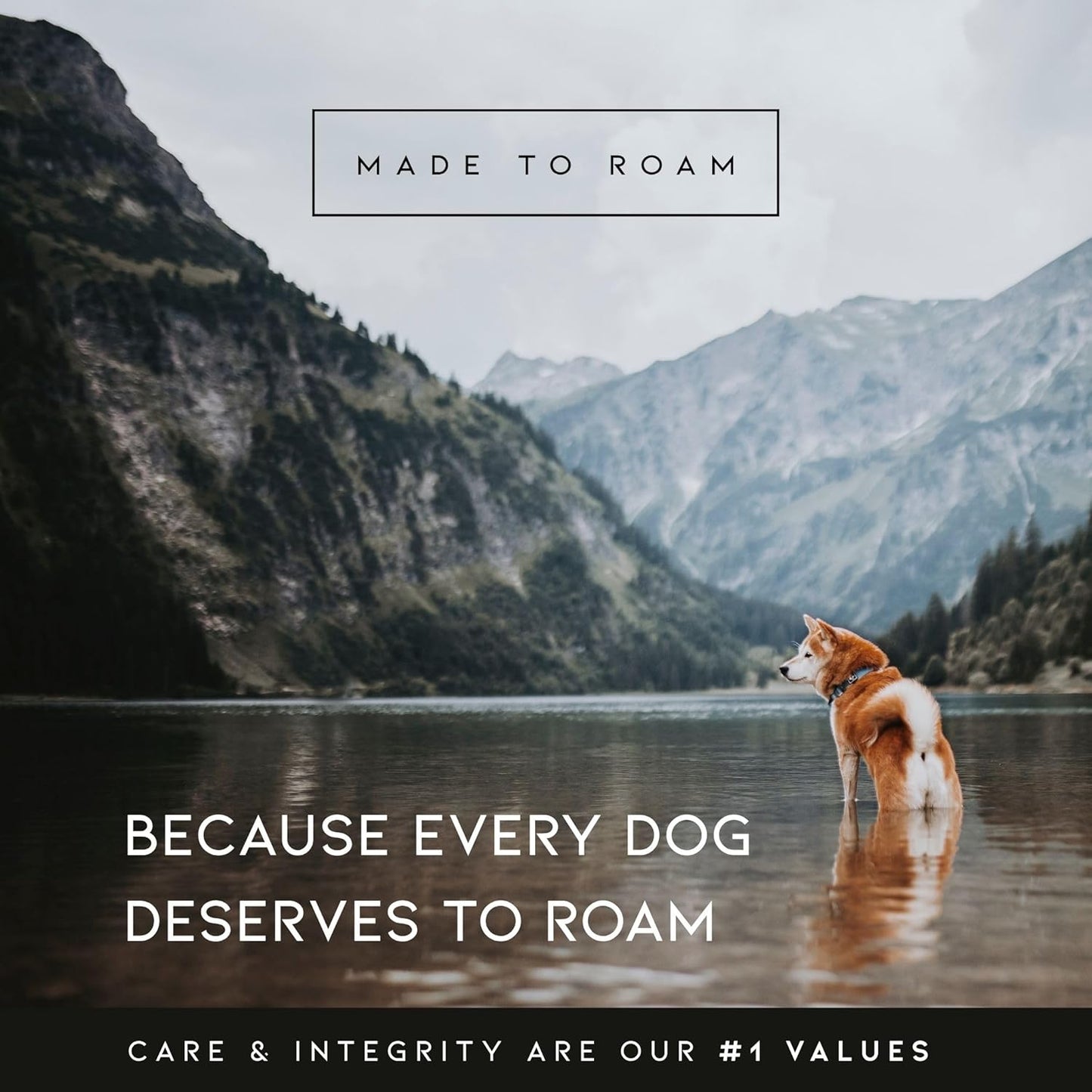 MADE TO ROAM Premium Explorer Harness - Y-Shaped Dog Harness with Adjustable Durable Nylon, Soft Padding, Metal Buckles and Leather Handle for Small, Medium, Large Dogs (Colorado Nightsky, Size 5)