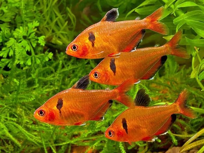 Aquatic Foods Inc. Tropical Fish Flakes, Mix of Krill, Color Enhancing, Spirulina Flakes for Cichlids, Angels, Tetras, Guppies. 12-Type Pellet Mix & 4-Type Wafers Included...WL 2 x 1/2-lb Foil Bag
