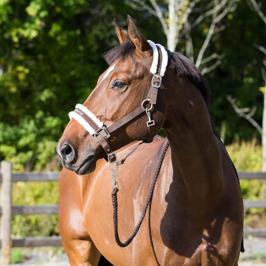 HORZE Howard Padded Fleece Comfortable Adjustable Polyester Horse Halter - Dark Brown - Warmblood