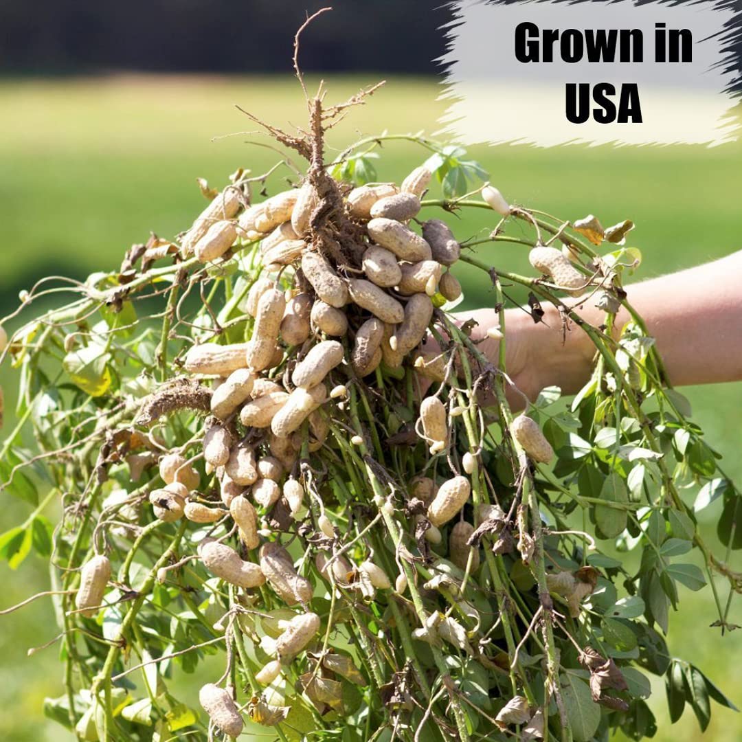 Old Potters Wildlife Shelled Peanuts, 5 lbs for Birds, Squirrels and Wildlife. USA Grown Non-GMO Raw Shelled Peanuts. Wildlife Grade, Not for Human Consumption.