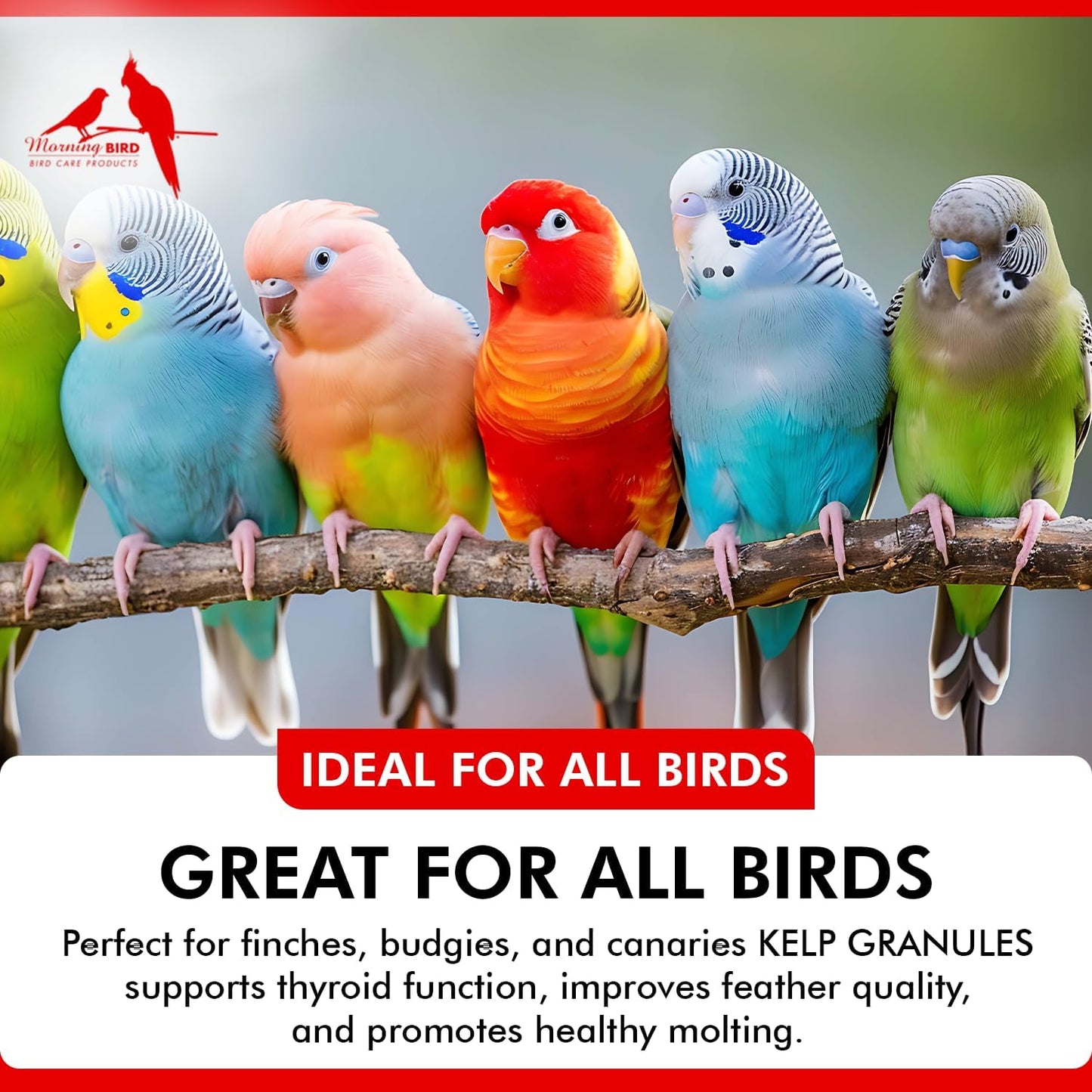 Morning Bird Kelp Granules 1 Oz – Iodine Supplement for Birds – Supports Feather Growth, Molting & Metabolism – Rich in Amino Acids, Trace Minerals & Natural Vitamins – Clean Nutrition for All Birds