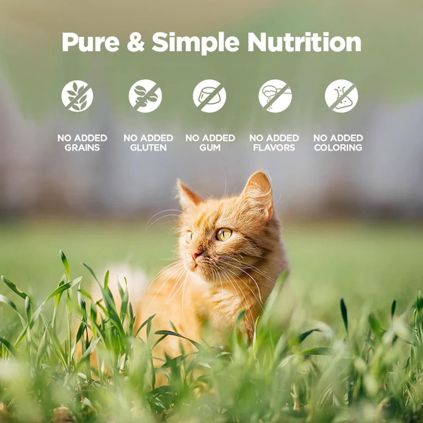 ZEAL New Zealand Wet Cat Food – High Protein, Grain-Free with Superfoods (Beef, 6oz Can, 12-Pack)