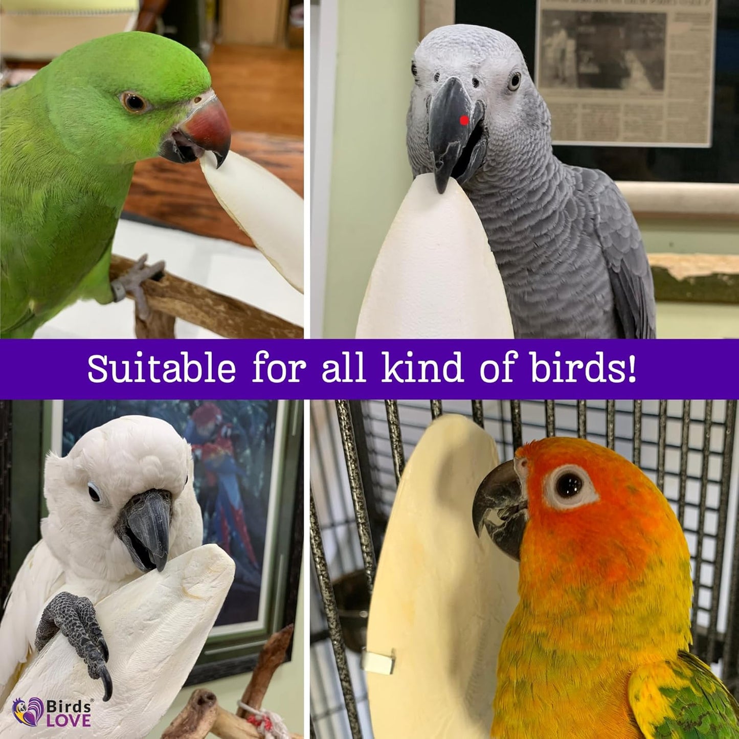 Birds LOVE 2 pc 7.5–8″ Sun-Dried Natural Cuttlebone Kit | 100 % Pure Calcium Supplement for Birds, Tortoises, Snails & Crabs | Beak & Shell Health with Metal Holder