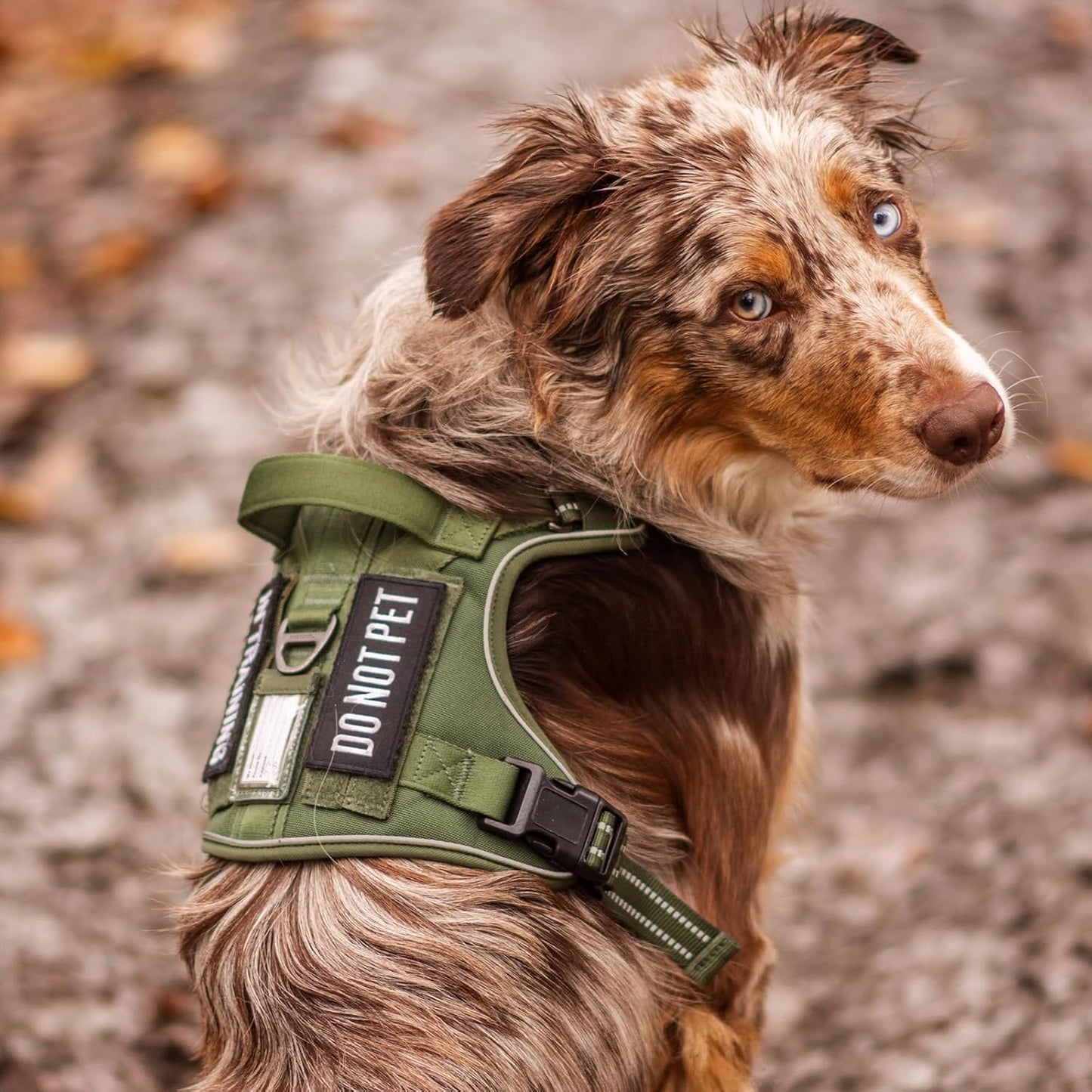 rabbitgoo Dog Harness for Large Dogs No Pull, Tactical Service Pet Vest with Molle and Control Handle, Adjustable and Reflective Military Harness for Easy Walking and Training, Grey, XL