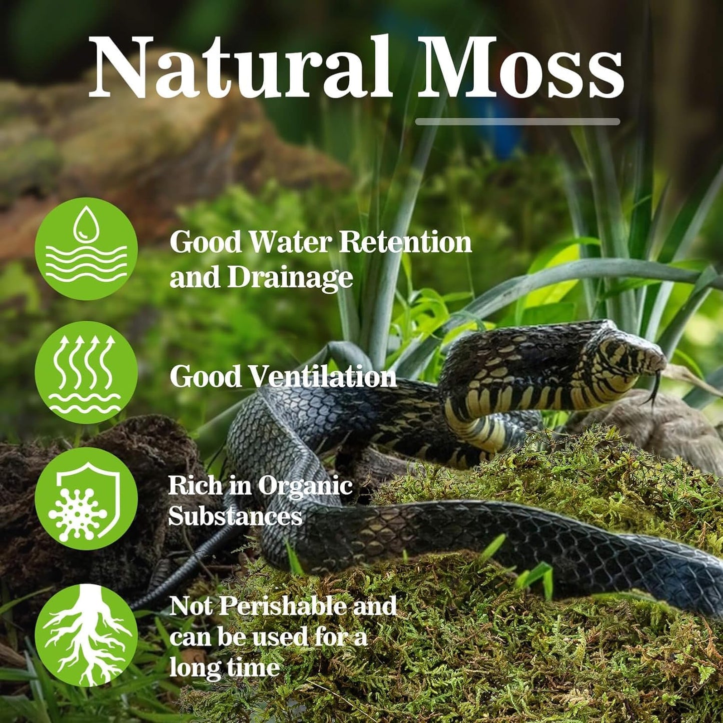 Sukh Sphagnum Moss for Reptiles -Terrarium Moss for Reptiles Peat Moss for Reptiles Habitat Bedding Moss for Snakes Turtle Frog Gecko and Other Reptiles Substrate (15.8, Ounces)