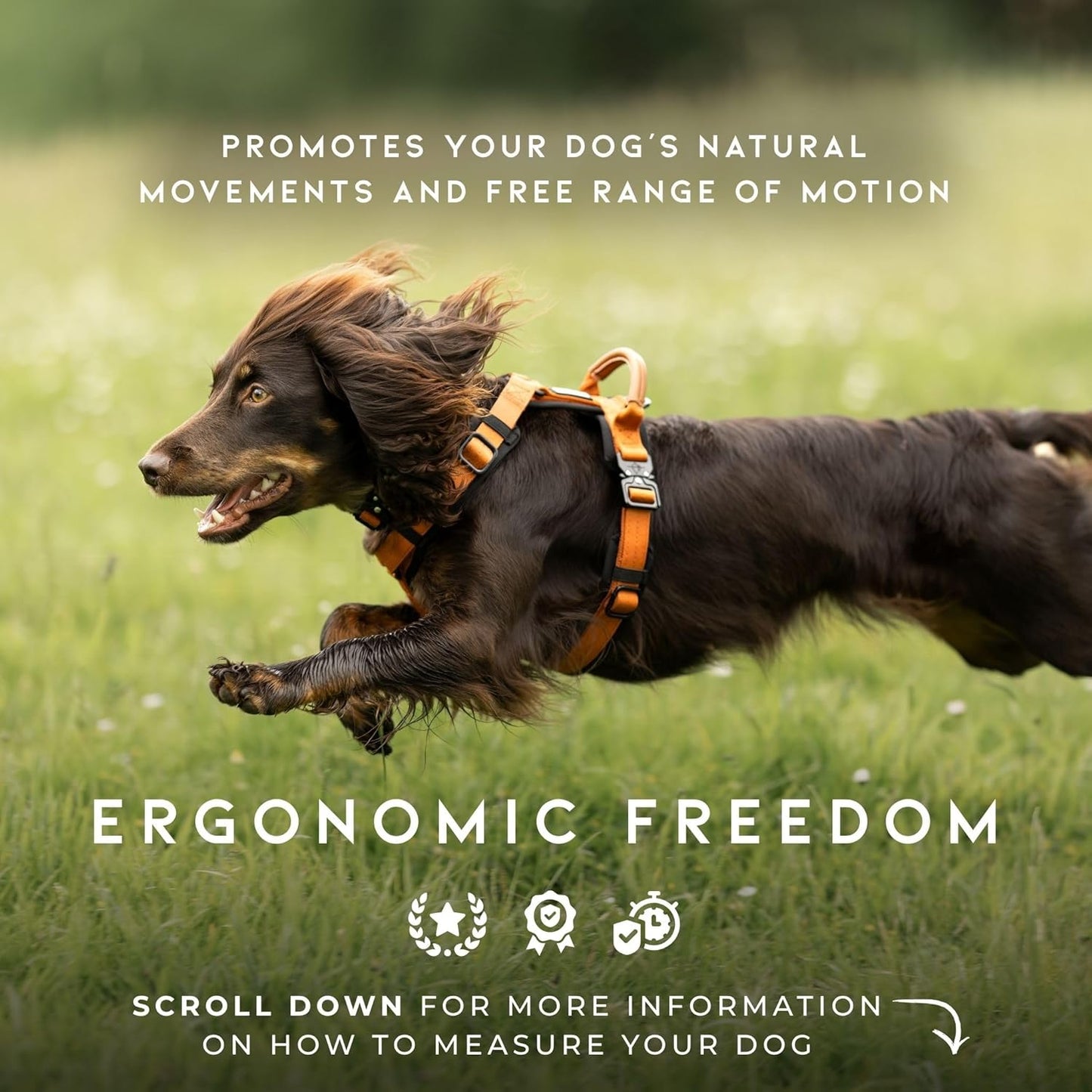 MADE TO ROAM Premium Explorer Harness - Y-Shaped Dog Harness with Adjustable Durable Nylon, Soft Padding, Metal Buckles and Leather Handle for Small, Medium, Large Dogs (Michigan Autumn, Size 6)