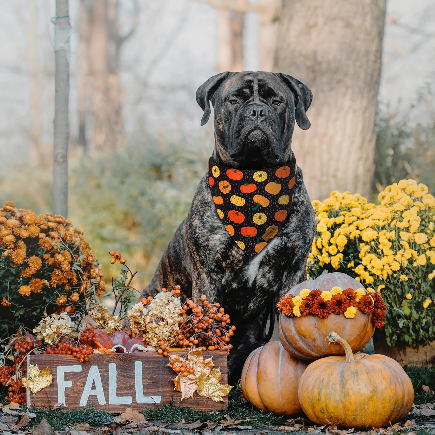Fall Dog Bandanas - 2 Pack Halloween Thanksgiving Dog Bandana | Reversible Pumpkin and Leaf Pet Scarf for Boy & Girl | Premium Durable Fabric | Holiday Bandana for Medium and Large Dogs (Large)