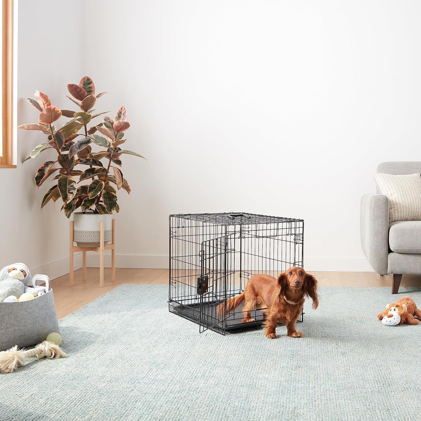 Amazon Basics Durable, Foldable Metal Wire Small Dog Crate with Tray, Single Door, 24 x 18 x 20 in, Black